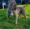 american_bully, dog, pet, grass, outdoor, yard, fence, chain_collar, blue_sky, garden_furniture, covered_object, shadow, sunlight, social_media_post, comment_section, profile_picture, likes, text_overlay, photograph, animal