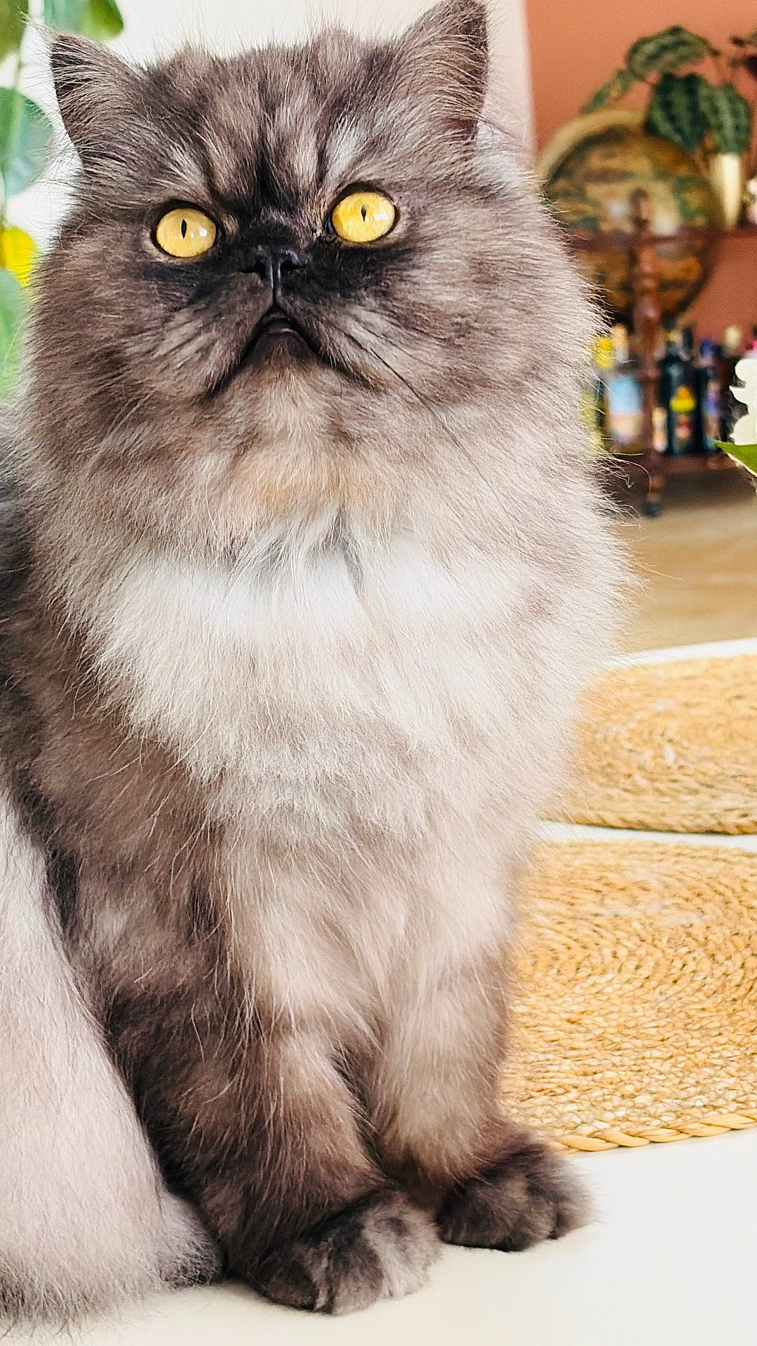 Raffaello participe au concours pour gagner de l'argent avec cette photo : animal, cat, closeup, cozy, cute, domestic, face, feline, fluffy, fur, home_decor, indoor, mammal, pet, plant, portrait, relaxed, sitting, table, yellow_eyes