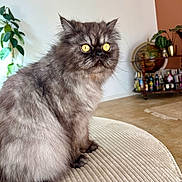 Raffaello a rejoint le concours — aidez-le/la à gagner de superbes lots ! animal, bar_cart, beige, bottles, cat, cozy, curious, feline, fluffy, furniture, globe, golden_eyes, home, indoor, pet, plant, portrait, sitting, textured_surface, whiskers