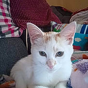 Orion a rejoint le concours — aidez-le/la à gagner de superbes lots ! angora, animal, bed, bedroom, blanket, cat, chair, couch, cushion, furniture, homedecor, indoors, kitten, manx, person, pet, pillow, room, siamese, sleeping