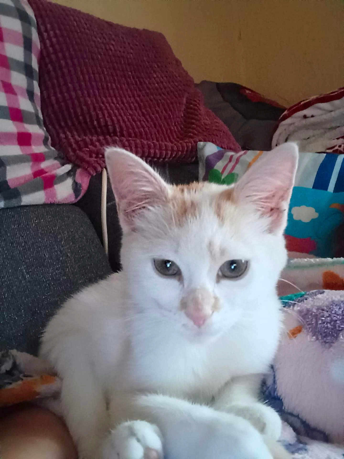 Orion a rejoint le concours — aidez-le/la à gagner de superbes lots ! angora, animal, bed, bedroom, blanket, cat, chair, couch, cushion, furniture, homedecor, indoors, kitten, manx, person, pet, pillow, room, siamese, sleeping