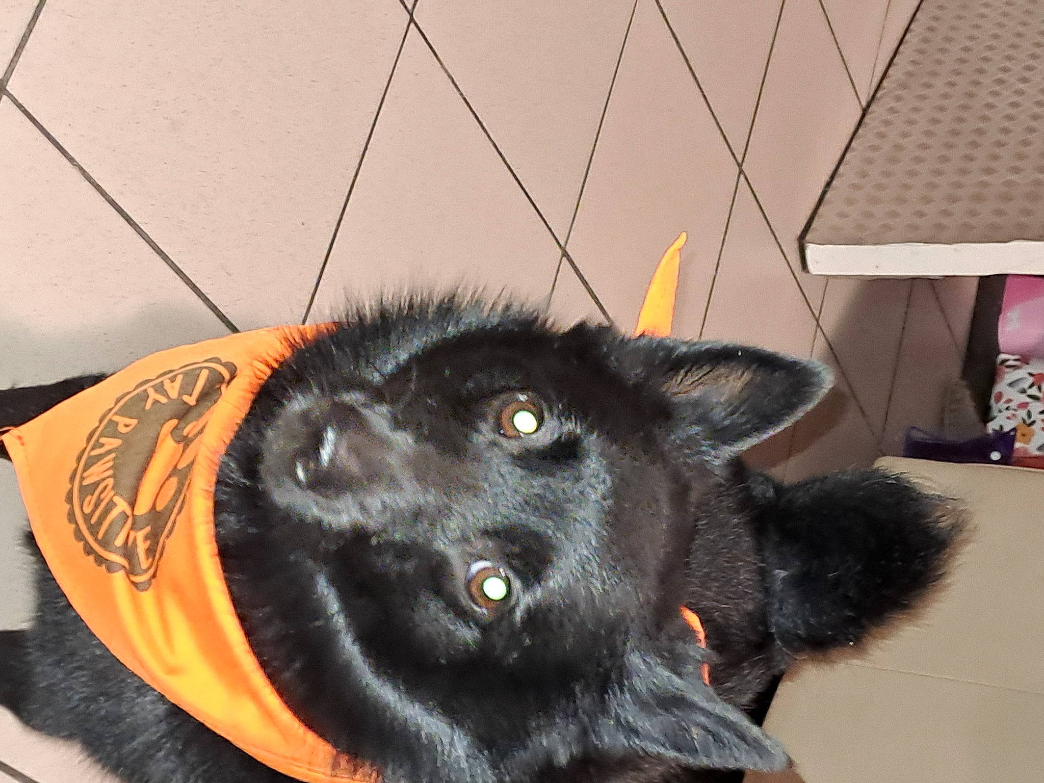 Titeuf participe au concours pour gagner de l'argent avec cette photo : borador, canidae, carnivore, collar, companion_dog, dog, dog_breed, dog_collar, ear, felidae, flooring, fur, natural_material, small_to_medium_sized_cats, snout, sporting_group, tail, terrestrial_animal, whiskers, working_animal