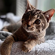 Helen joined the competition — help win amazing prizes! animal, blanket, cat, close-up, cozy, curious, cute, domestic, feline, fur, indoor, one-eyed, paws, pet, relaxed, resting, soft, tabby, whiskers, window