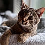 animal, blanket, cat, close-up, cozy, curious, cute, domestic, feline, fur, indoor, one-eyed, paws, pet, relaxed, resting, soft, tabby, whiskers, window