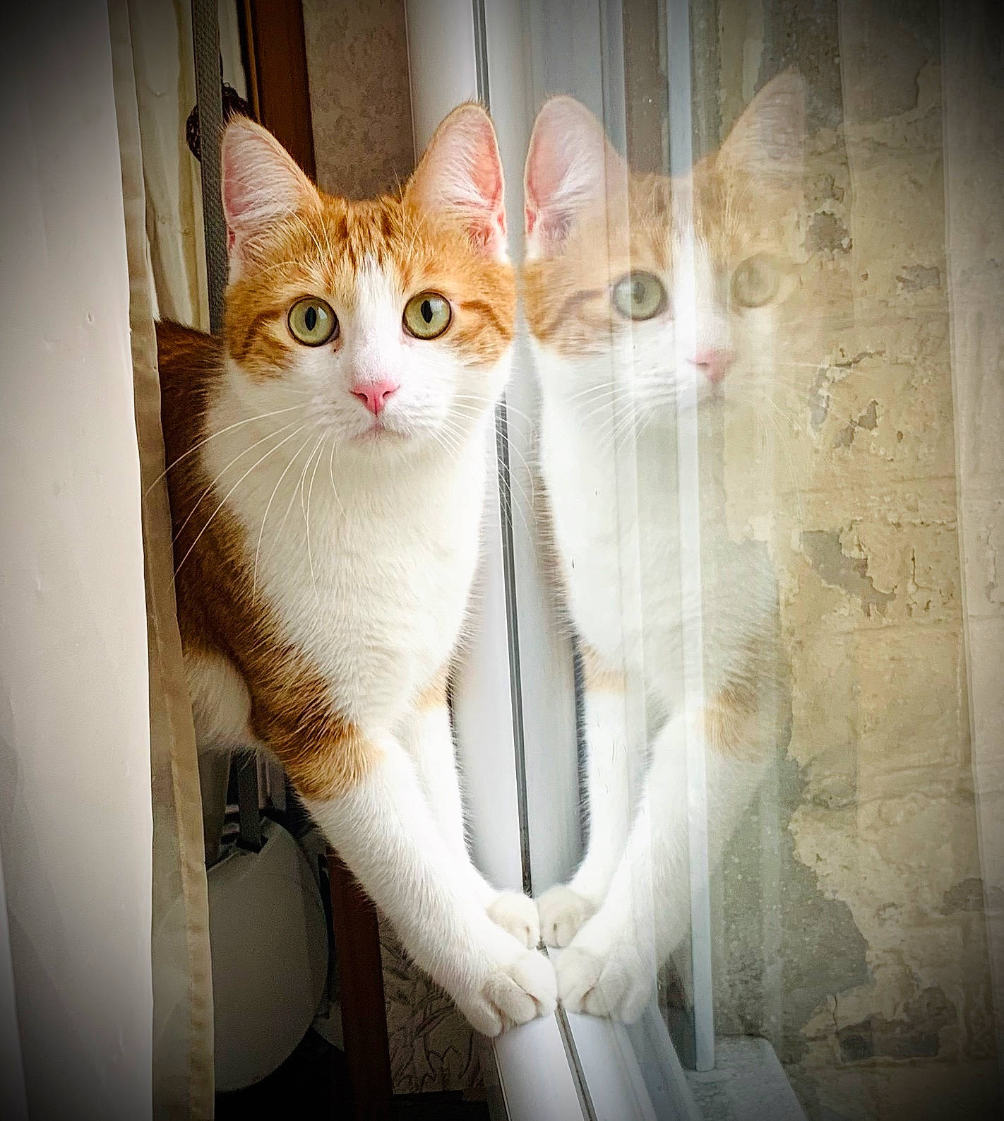 Minouche participe au concours pour gagner de l'argent avec cette photo : aegean_cat, american_wirehair, arabian_mau, asian, carnivore, cat, domestic_short_haired_cat, european_shorthair, felidae, fur, kitten, ojos_azules, paw, polydactyl_cat, small_to_medium_sized_cats, tabby_cat, tail, turkish_van, whiskers