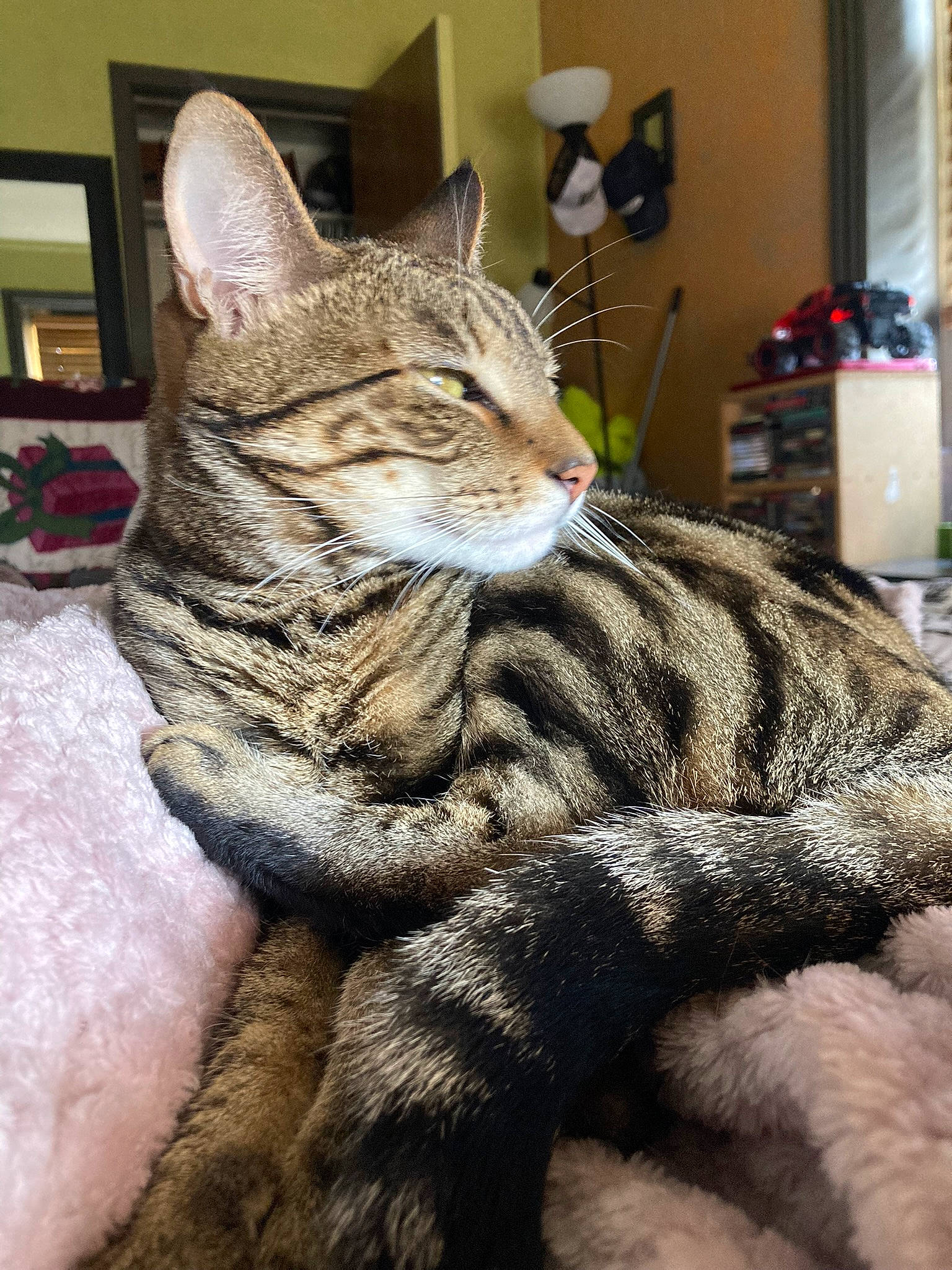 Blue is registered to the contest to win money with this photo: carnivore, cat, claw, comfort, domestic_short_haired_cat, felidae, fur, grey, houseplant, nap, paw, plant, sitting, small_to_medium_sized_cats, snout, tail, terrestrial_animal, tree, whiskers, window