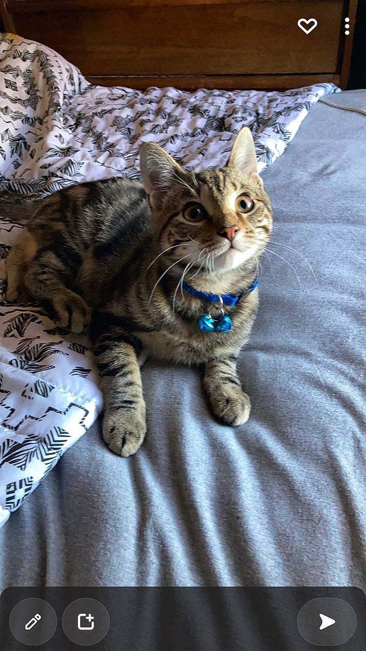 Blue joined the competition — help win amazing prizes! carnivore, cat, claw, comfort, domestic_short_haired_cat, felidae, foot, fur, gesture, grey, linens, paw, sand, sitting, small_to_medium_sized_cats, snout, tail, terrestrial_animal, tree, whiskers