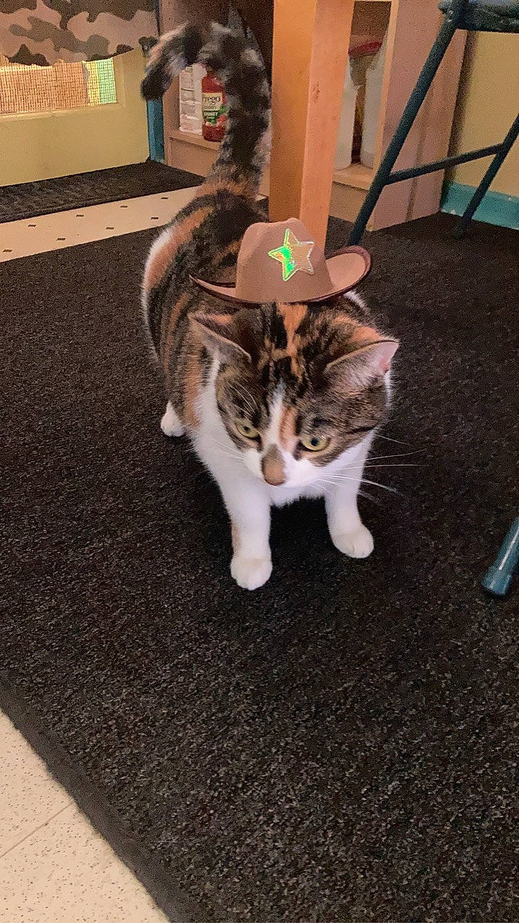 Zelda is registered to the contest to win money with this photo: carnivore, cat, domestic_short_haired_cat, felidae, floor, flooring, fur, hardwood, human_leg, paw, sitting, small_to_medium_sized_cats, tail, whiskers, wood