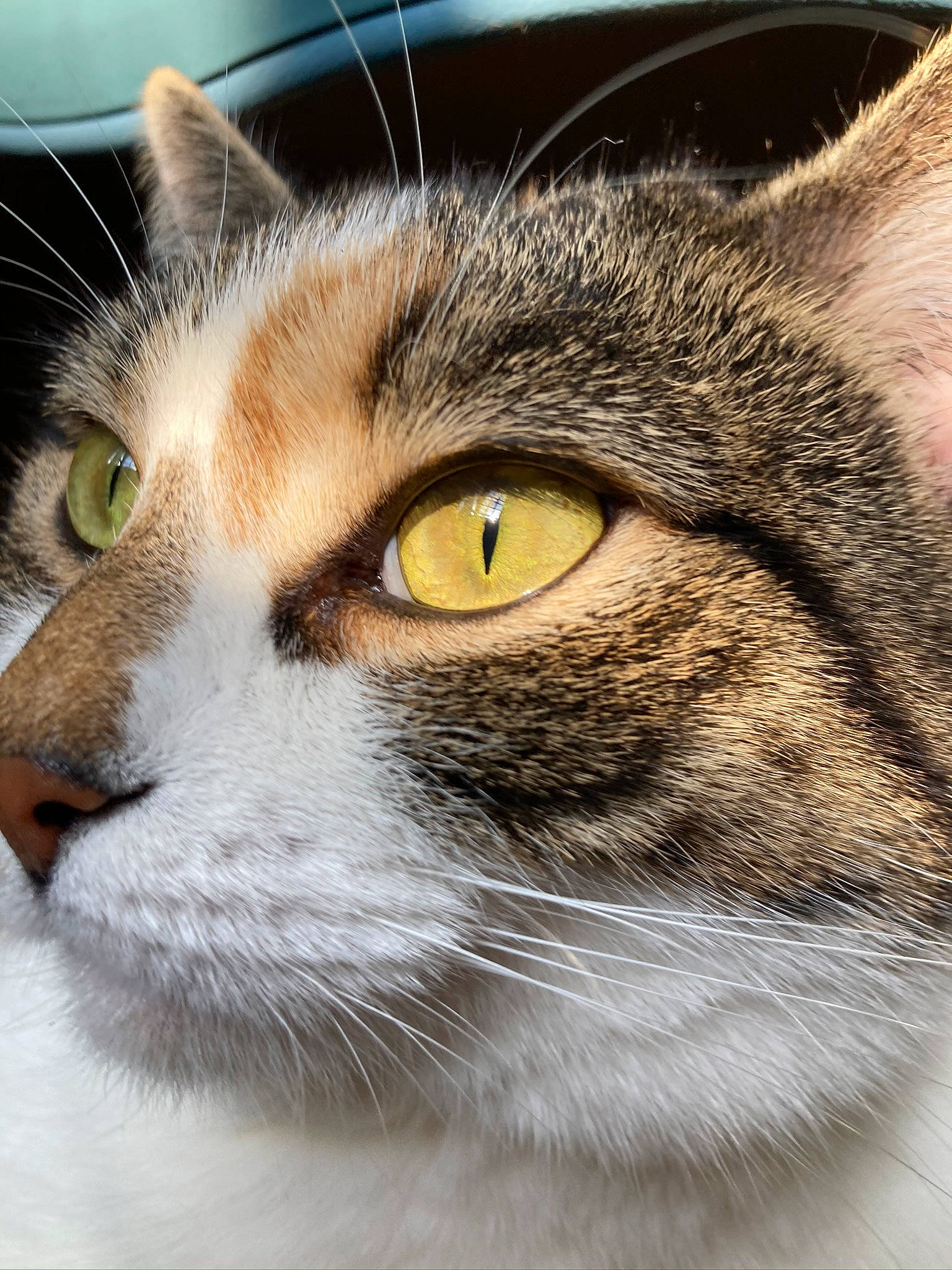 Zelda is registered to the contest to win money with this photo: carnivore, cat, close_up, ear, felidae, fur, small_to_medium_sized_cats, terrestrial_animal, whiskers