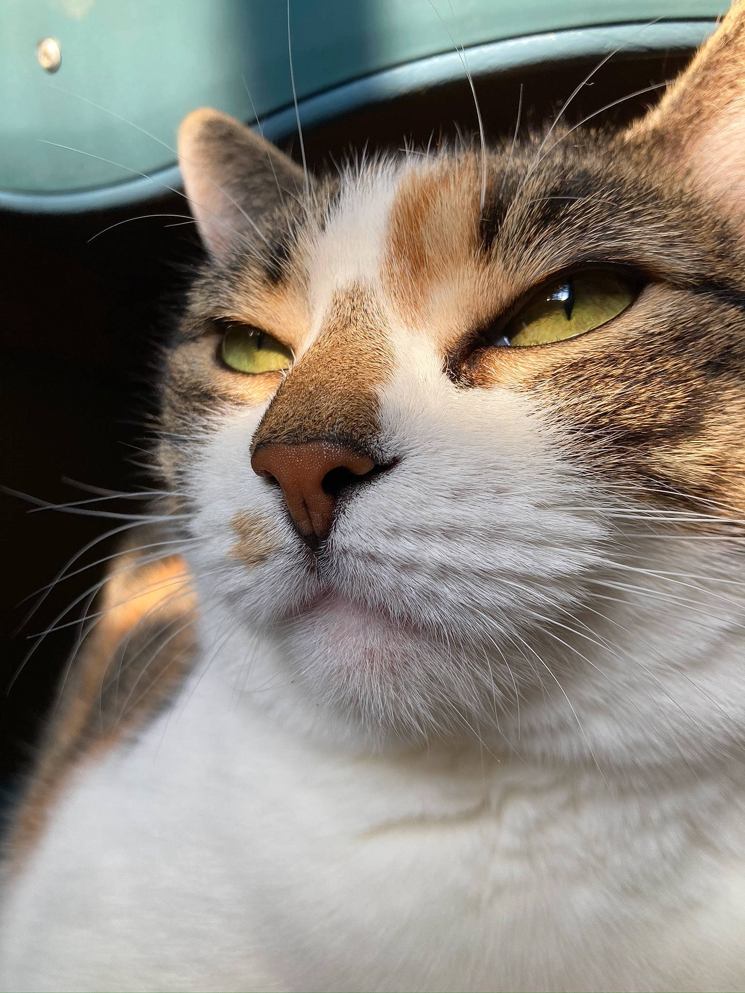 Zelda is registered to the contest to win money with this photo: carnivore, cat, close_up, domestic_short_haired_cat, eye, felidae, fur, head, small_to_medium_sized_cats, snout, whiskers
