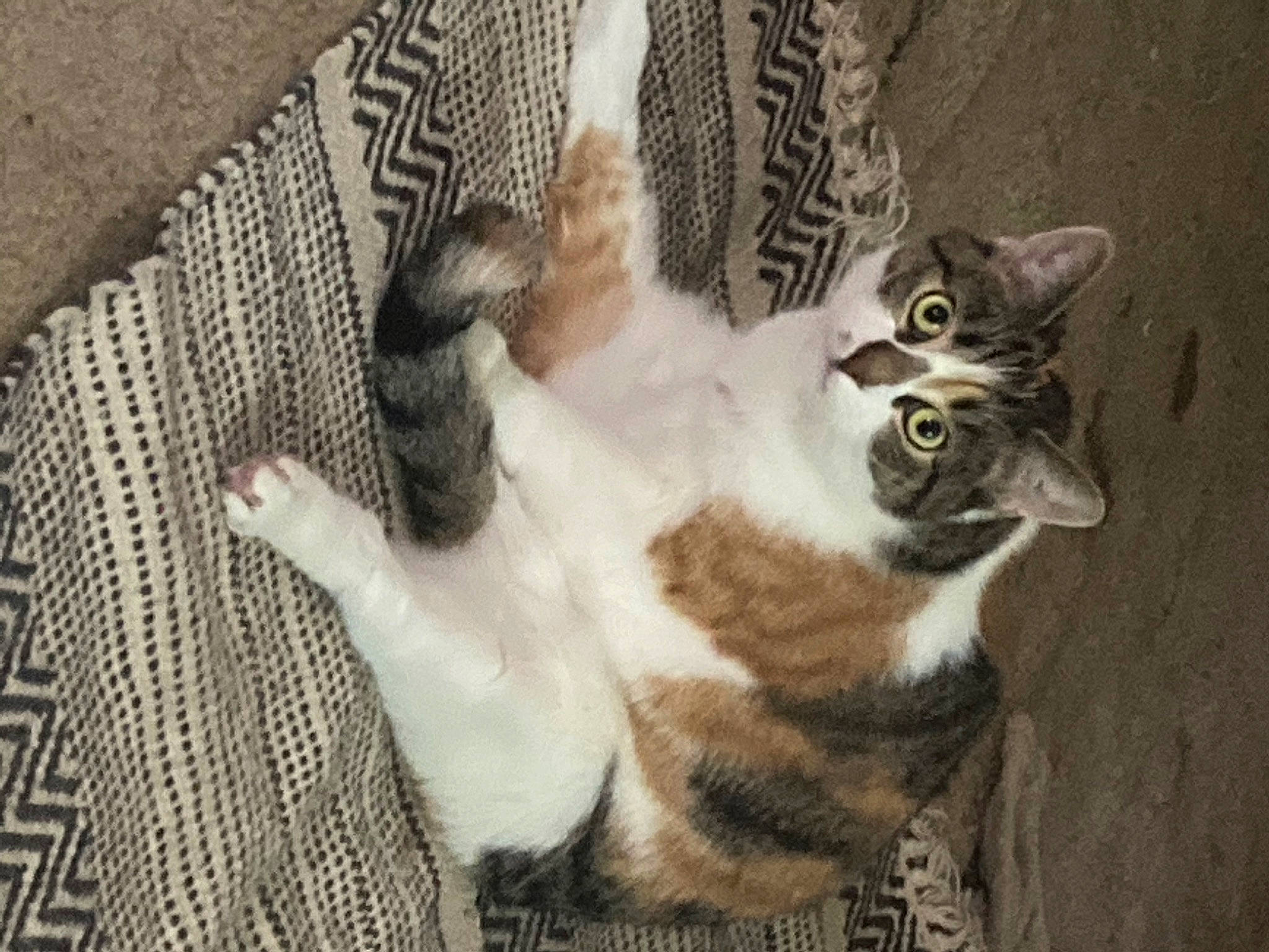 Zelda is registered to the contest to win money with this photo: carnivore, cat, cat_furniture, domestic_short_haired_cat, door, fawn, felidae, fur, grey, pattern, paw, photo_caption, plant, small_to_medium_sized_cats, snout, tail, tree, whiskers, window, wood