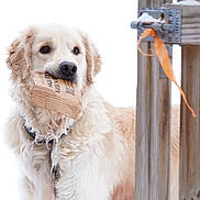 Ollie is registered to the contest to win money with this photo: dog, golden_retriever, pet, cardboard, chewing, collar, leash, fur, muzzle, portrait, outdoor, snow, wooden_fence, gate, playful, brown_eyes, long_haired, closeup, white_background, winter