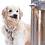 dog, golden_retriever, pet, cardboard, chewing, collar, leash, fur, muzzle, portrait, outdoor, snow, wooden_fence, gate, playful, brown_eyes, long_haired, closeup, white_background, winter