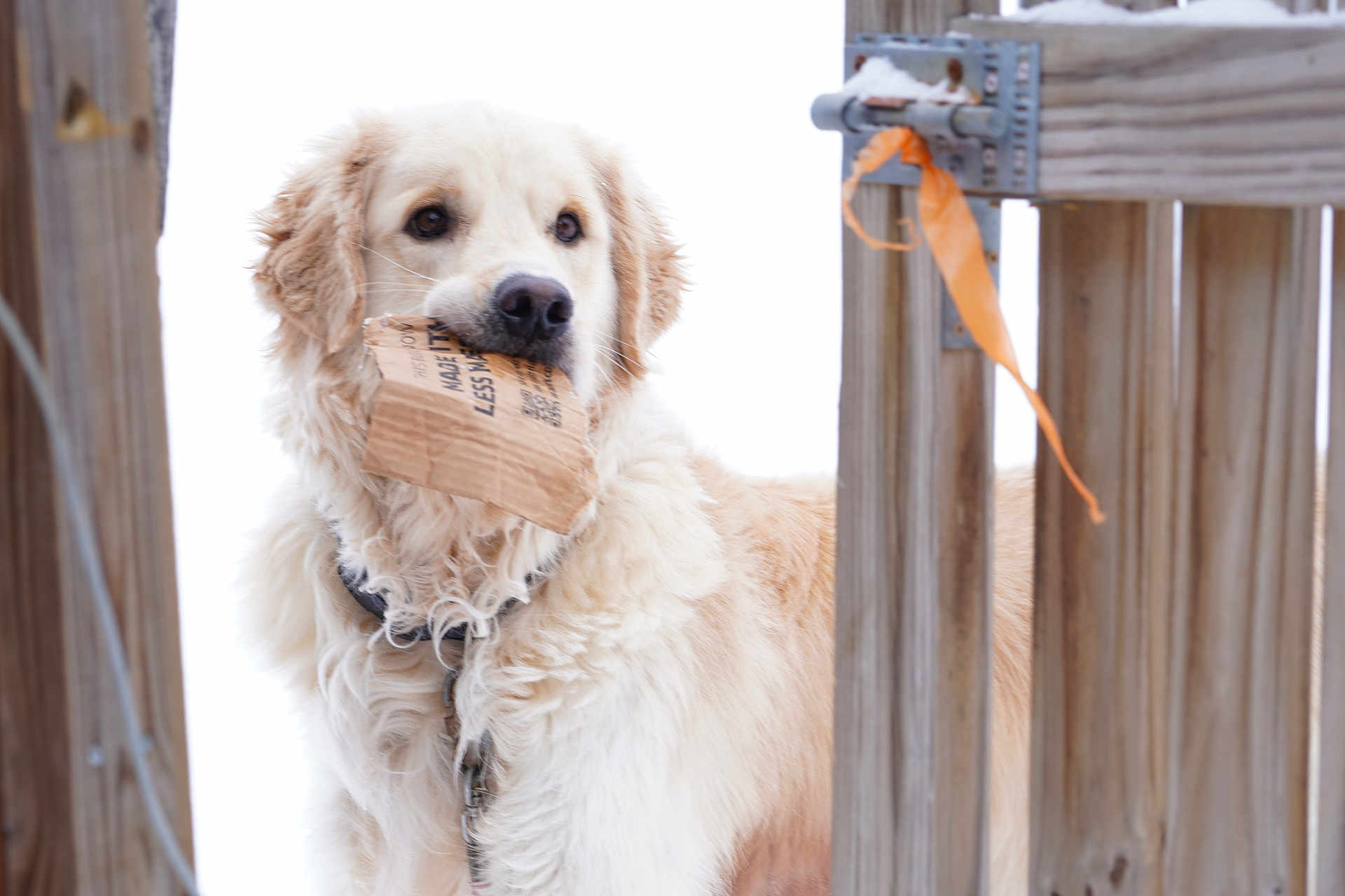 Ollie is registered to the contest to win money with this photo: dog, golden_retriever, pet, cardboard, chewing, collar, leash, fur, muzzle, portrait, outdoor, snow, wooden_fence, gate, playful, brown_eyes, long_haired, closeup, white_background, winter