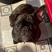 Utoo a rejoint le concours — aidez-le/la à gagner de superbes lots ! animal, brindle, canine, companion, curious, cute, dog, dog_bed, domestic, ear, face, floor, french_bulldog, fur, home, indoor, looking_up, one_ear_up, pet, tile