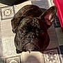 animal, brindle, canine, companion, curious, cute, dog, dog_bed, domestic, ear, face, floor, french_bulldog, fur, home, indoor, looking_up, one_ear_up, pet, tile