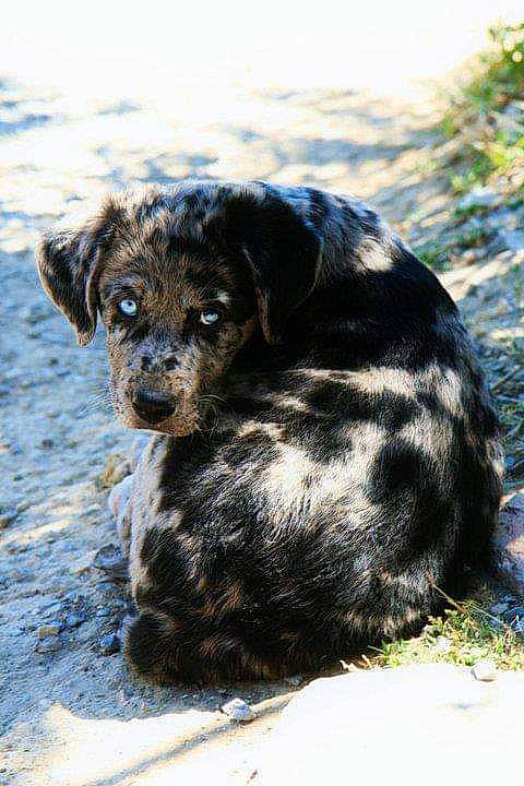 Loukoum participe au concours pour gagner de l'argent avec cette photo : borador, canidae, carnivore, companion_dog, dog, dog_breed, fur, hunting_dog, plant, snout, sporting_group, street_dog, tail, terrestrial_animal, tree, whiskers, working_animal, working_dog