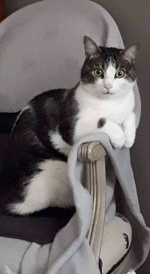 Jimbo a rejoint le concours — aidez-le/la à gagner de superbes lots ! carnivore, cat, comfort, domestic_short_haired_cat, felidae, fur, iris, monochrome, monochrome_photography, paw, sitting, small_to_medium_sized_cats, tail, whiskers