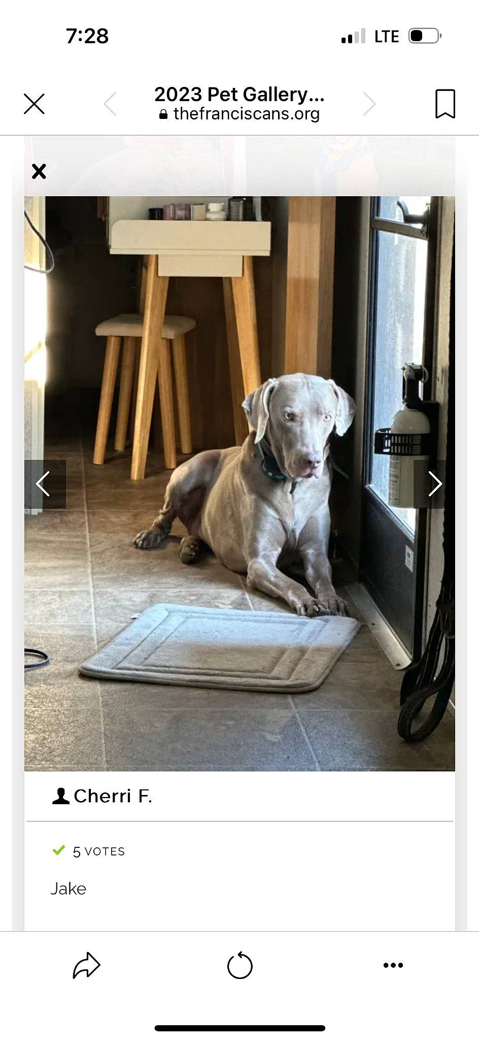 Jake is registered to the contest to win money with this photo: carnivore, comfort, companion_dog, dog, dog_breed, dog_supply, fawn, flooring, grey, guard_dog, hardwood, metal, pet_supply, photo_caption, rectangle, room, sitting, table, wood, working_animal