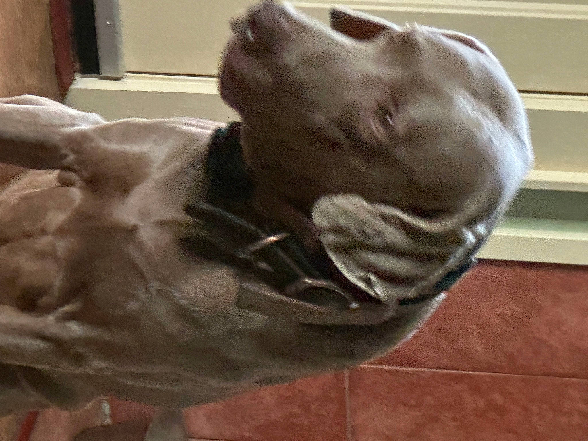 Jake is registered to the contest to win money with this photo: art, canidae, carnivore, comfort, companion_dog, dog, dog_breed, fawn, flooring, grey, liver, sculpture, snout, sporting_group, statue, tail, terrestrial_animal, toy, whiskers, wood