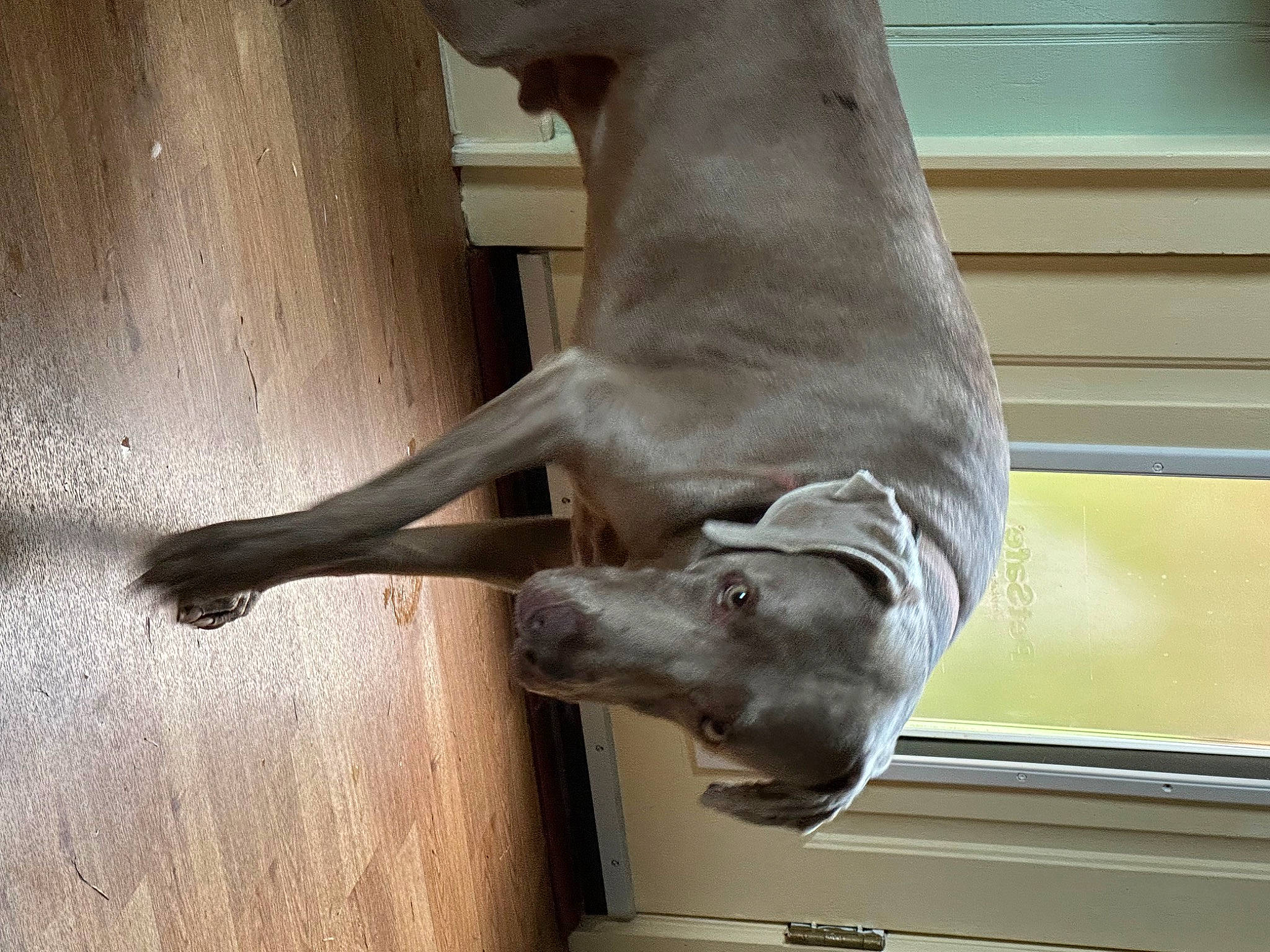 Jake joined the competition — help win amazing prizes! canidae, carnivore, comfort, companion_dog, dog, dog_breed, fawn, foot, gesture, hardwood, human_leg, liver, non_sporting_group, snout, sporting_group, tail, terrestrial_animal, window, wood, working_animal