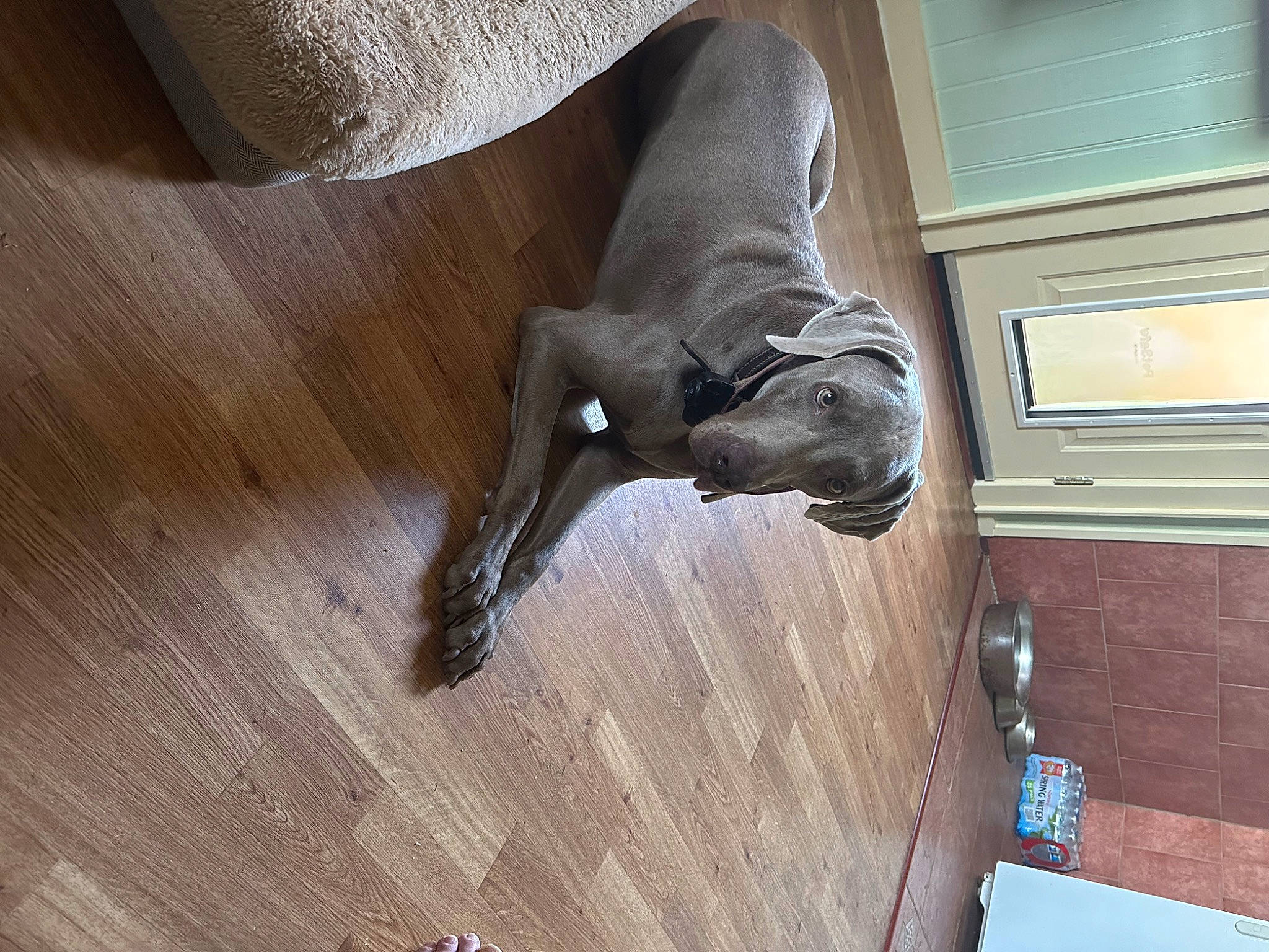 Jake is registered to the contest to win money with this photo: canidae, carnivore, dog, dog_breed, fawn, flooring, hardwood, human_leg, liver, plywood, sculpture, snout, sporting_group, tail, terrestrial_animal, varnish, wood, wood_flooring, wood_stain, working_animal