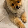 dog, puppy, pomeranian, fluffy, cute, pet, animal, indoor, floor, tiling, small, fur, canine, laying, head_tilt, adorable, companion, domestic, mammal, friendly