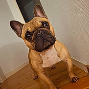 Rudy participe au concours pour gagner de l'argent avec cette photo : animal, boxer, bulldog, canine, dog, frenchbulldog, hardwood, indoors, interiordesign, pet, pitbull, plywood, puppy, stainedwood, wood