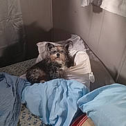 Biscuit is registered to the contest to win money with this photo: bed, blanket, comfort, cozy, curly_fur, dog, domestic_animal, fabric, fur, home, indoor, light_shadow, mixed_colors, pillow, quiet_room, relaxed, resting, sleeping_area, small_dog, striped_pillow