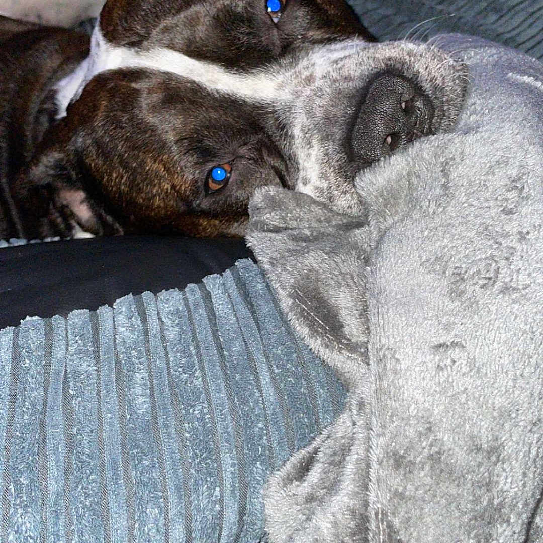 Zeus is registered to the contest to win money with this photo: animal, bird, blanket, bulldog, canine, couch, cushion, dog, furniture, greatdane, homedecor, hound, linen, penguin, person, pet, pitbull, pointer, puppy, sleeping