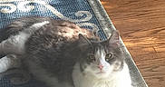 Archer is registered to the contest to win money with this photo: animal, blue_rug, cardboard_box, cat, cozy, cute, domestic_cat, feline, flooring, fluffy_cat, gray_and_white, home_interior, indoor, lying_down, pet, relaxed, resting, rug, sunlight, wooden_floor