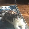 animal, blue_rug, cardboard_box, cat, cozy, cute, domestic_cat, feline, flooring, fluffy_cat, gray_and_white, home_interior, indoor, lying_down, pet, relaxed, resting, rug, sunlight, wooden_floor