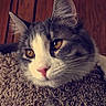 Archer joined the competition — help win amazing prizes! animal, carpet, cat, closeup, cute, domestic_cat, ears, feline, fluffy, indoor, nose, orange_eyes, pet, portrait, relaxed, resting, soft_light, texture, whiskers, wood