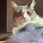 Archer is registered to the contest to win money with this photo: animal, cat, closeup, cozy, cute, ears, feline, fluffy, fur, golden_eyes, home, indoor, lazy, pet, pink_nose, portrait, relaxed, sunlight, texture, whiskers