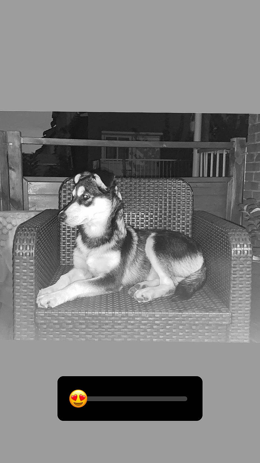 Layka participe au concours pour gagner de l'argent avec cette photo : black_and_white, carnivore, chair, companion_dog, dog, dog_breed, house, monochrome, monochrome_photography, pet_supply, photo_caption, rectangle, room, screenshot, siberian_husky, sled_dog, still_life_photography, style, working_animal, working_dog