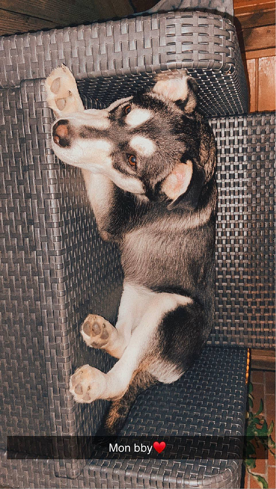 Layka a rejoint le concours — aidez-le/la à gagner de superbes lots ! art, carnivore, claw, companion_dog, dog, dog_breed, fawn, felidae, fur, mammal, mesh, mustelidae, paw, small_to_medium_sized_cats, snout, sporting_group, tail, terrestrial_animal, vertebrate, whiskers