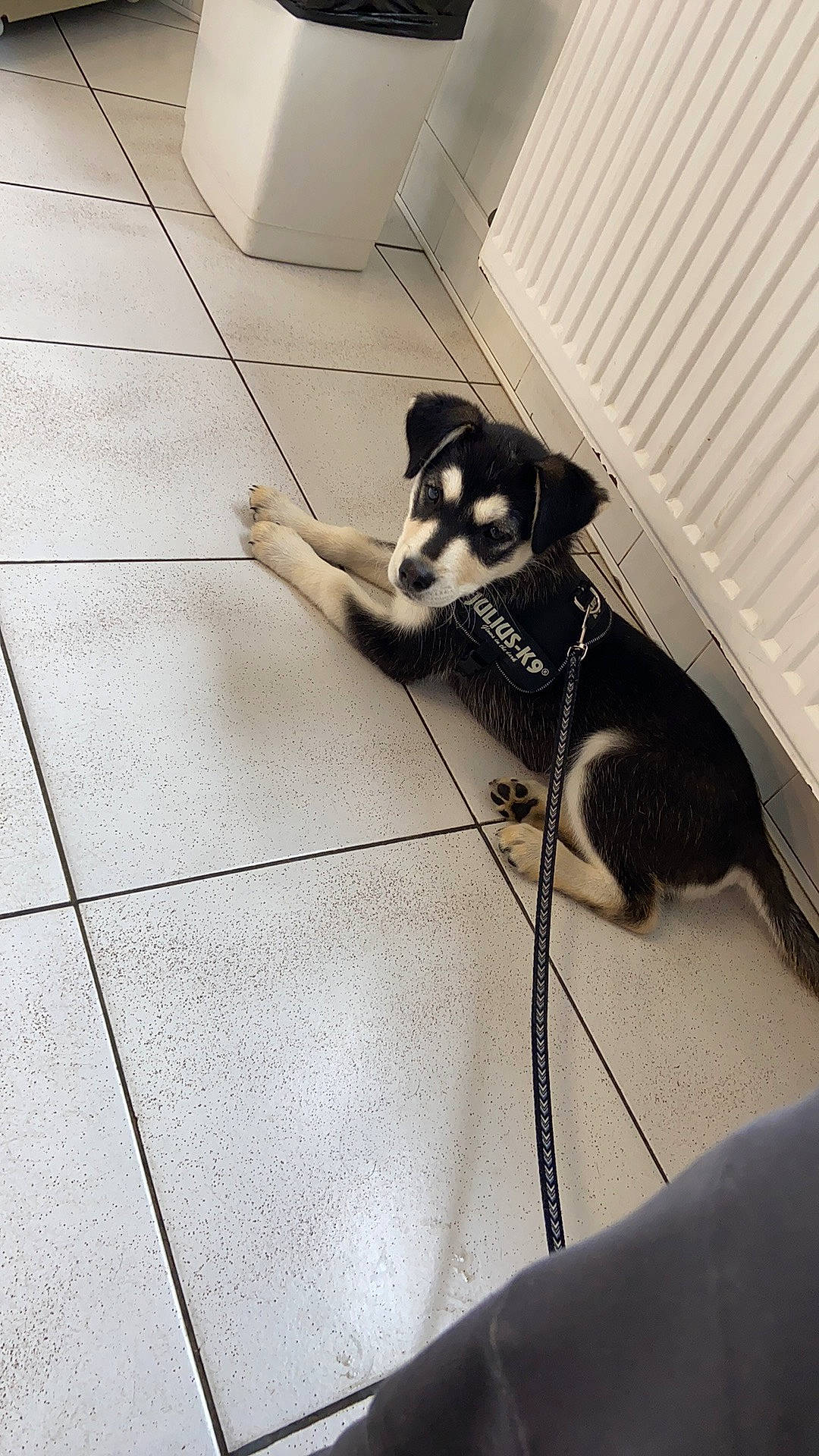 Layka participe au concours pour gagner de l'argent avec cette photo : boston_terrier, carnivore, collar, comfort, companion_dog, dog_breed, fawn, felidae, floor, flooring, grey, hardwood, human_leg, small_to_medium_sized_cats, snout, tail, tile_flooring, whiskers, wood, working_animal