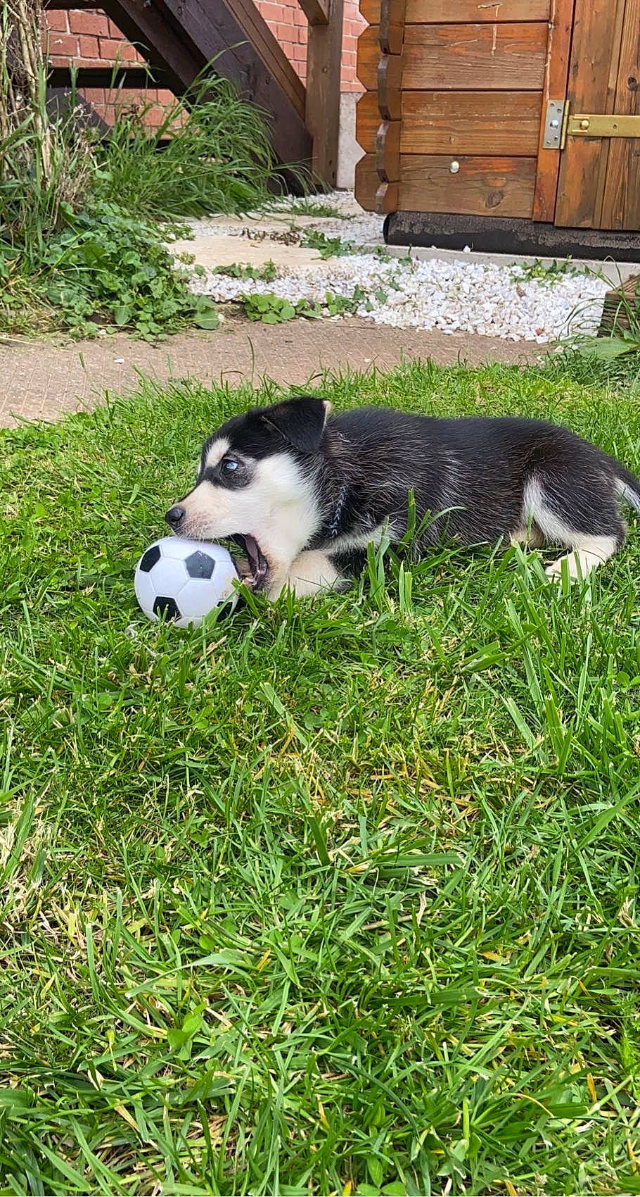 Layka a rejoint le concours — aidez-le/la à gagner de superbes lots ! ball, cabinetry, canidae, carnivore, dog_breed, football, fur, grass, groundcover, mammal, panda, plant, snout, sporting_group, tail, terrestrial_animal, vertebrate, whiskers, wildlife, yard