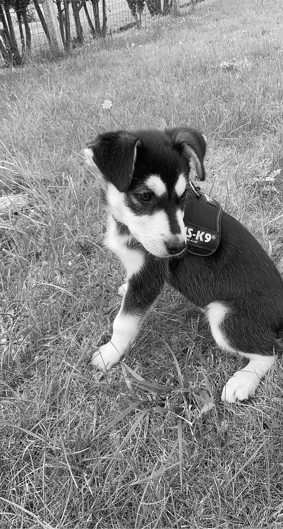 Layka a rejoint le concours — aidez-le/la à gagner de superbes lots ! art, carnivore, companion_dog, dog, dog_breed, grass, herding_dog, monochrome, monochrome_photography, plant, puppy, snout, soil, sporting_group, street_dog, tail, terrestrial_animal, whiskers, working_animal, working_dog