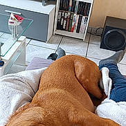 Ozzy a rejoint le concours — aidez-le/la à gagner de superbes lots ! blanket, books, bookshelf, brown_dog, cozy, dog, floor_tiles, furniture, glass_table, home, indoor, jeans, lap, living_room, person, relaxation, resting, sleeping, socks, television
