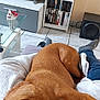blanket, books, bookshelf, brown_dog, cozy, dog, floor_tiles, furniture, glass_table, home, indoor, jeans, lap, living_room, person, relaxation, resting, sleeping, socks, television