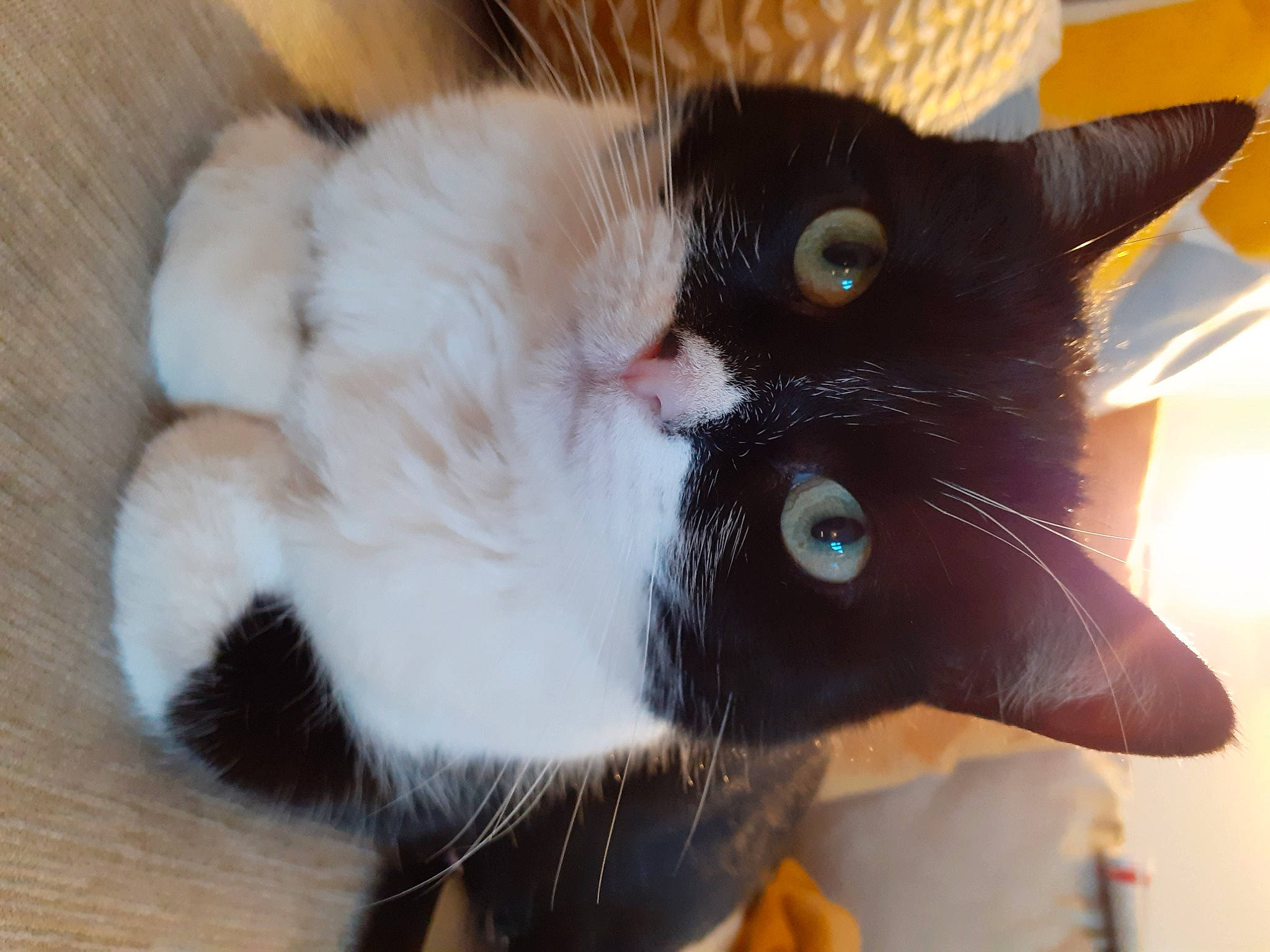 Sally joined the competition — help win amazing prizes! black_cat, carmine, carnivore, cat, cat_supply, claw, collar, comfort, domestic_short_haired_cat, ear, eye, eyelash, felidae, fur, gesture, paw, small_to_medium_sized_cats, snout, tail, whiskers