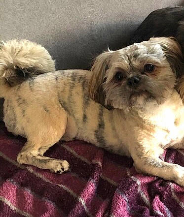 Thalia participe au concours pour gagner de l'argent avec cette photo : canidae, carnivore, comfort, companion_dog, dog, dog_bed, dog_breed, dog_supply, fawn, fur, liver, maltepoo, pet_supply, shih_poo, shih_tzu, snout, sporting_group, terrestrial_animal, toy_dog, working_animal