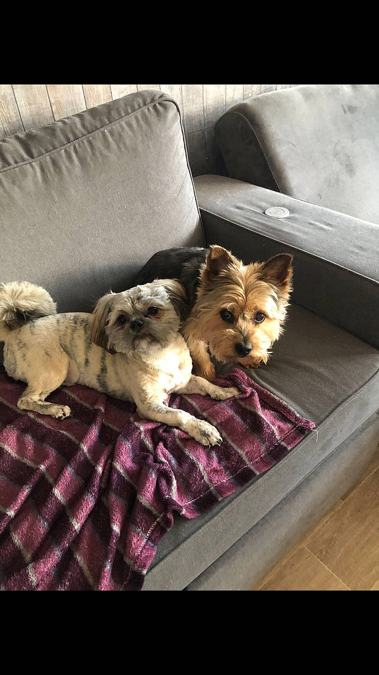 Thalia a rejoint le concours — aidez-le/la à gagner de superbes lots ! canidae, carnivore, comfort, companion_dog, couch, dog, dog_breed, dog_supply, fawn, felidae, fur, linens, mammal, room, small_terrier, sporting_group, terrier, toy, toy_dog, vertebrate