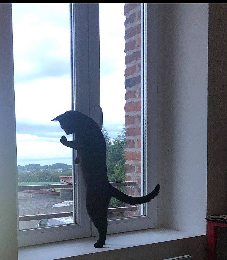 Zara a rejoint le concours — aidez-le/la à gagner de superbes lots ! building, carnivore, cat, cloud, felidae, fixture, glass, hat, plant, room, shade, shadow, sky, small_to_medium_sized_cats, tail, tints_and_shades, tree, window, window_covering, wood