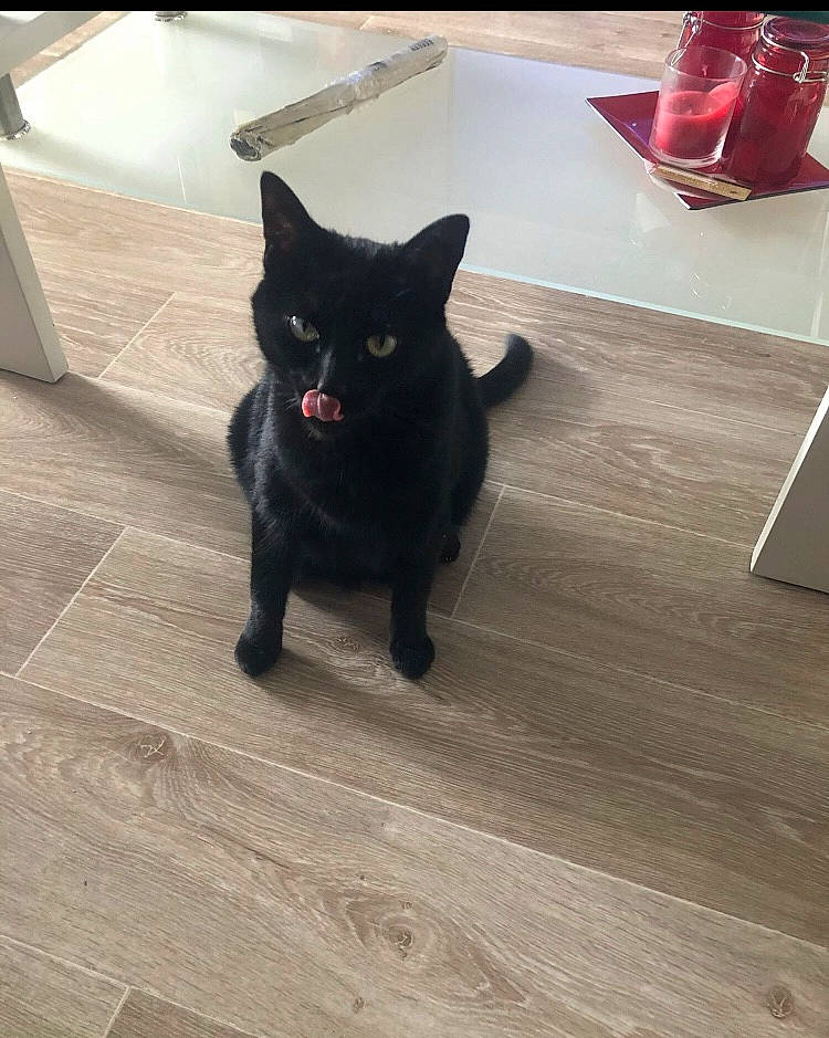 Zara a rejoint le concours — aidez-le/la à gagner de superbes lots ! black_cat, bombay, carmine, carnivore, cat, domestic_short_haired_cat, felidae, floor, flooring, fur, hardwood, laminate_flooring, small_to_medium_sized_cats, snout, tableware, tail, whiskers, wood, wood_flooring, wood_stain