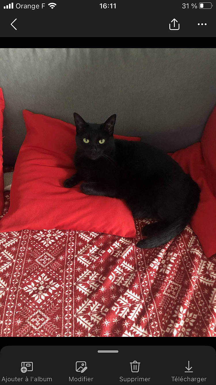 Zara participe au concours pour gagner de l'argent avec cette photo : beauty, black_cat, bombay, carnivore, cat, comfort, couch, design, felidae, floor, flooring, grey, magenta, pattern, rectangle, room, small_to_medium_sized_cats, tail, tints_and_shades, whiskers