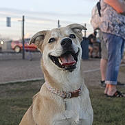Jasmine joined the competition — help win amazing prizes! dog, happy, smiling, sitting, grass, collar, harness, outdoor, person, fence, car, daylight, animal, pet, mammal, tongue_out, canine, fun, nature, people