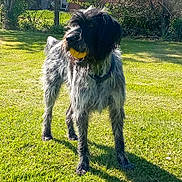Swan participe au concours pour gagner de l'argent avec cette photo : animal, ball, canine, collar, dog, domestic_animal, fenced_yard, fetch, garden, grass, greenery, outdoor, pet, play, playful, shadow, summer, sunlight, wire_hair, yard
