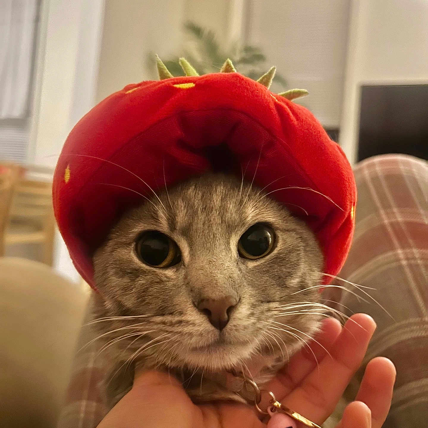 Mimi is registered to the contest to win money with this photo: accessories, animal, bodypart, cap, cat, clothing, face, finger, hand, hat, head, jewelry, kitten, person, pet, photography, plant, portrait, pottedplant, ring